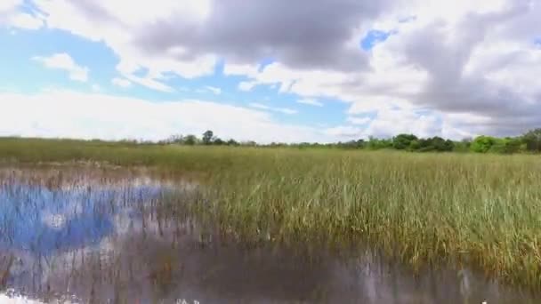 Национальный Парк Эверглейдс Национальный Заповедник Биг Сайпресс Флорида Сша — стоковое видео