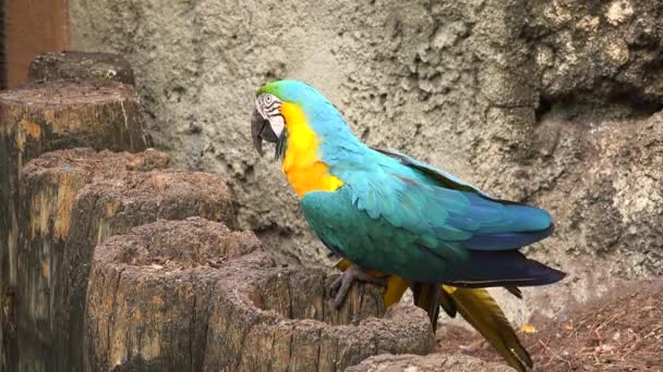 蓝色和黄色的鹦鹉坐在分支在丛林岛 迈阿密 佛罗里达州 — 图库视频影像