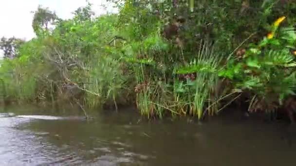 Krajobraz Parku Narodowego Everglades Big Cypress National Preserve Floryda Usa — Wideo stockowe