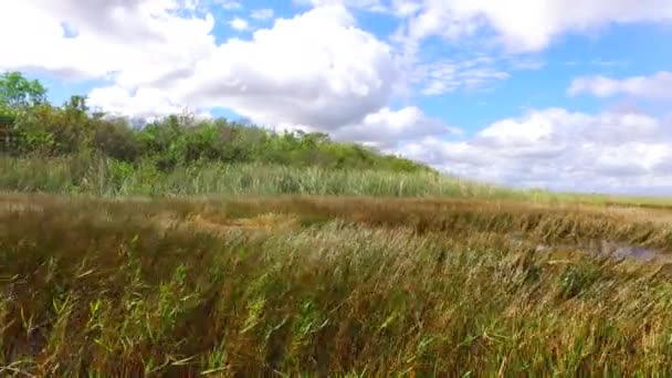 Paysage Parc National Des Everglades Big Cypress National Preserve Floride — Video