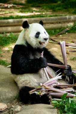 Panda ön yüz ayısı. Yaban hayatı. Çin.