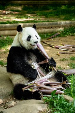 Panda ön yüz ayısı. Yaban hayatı. Çin.