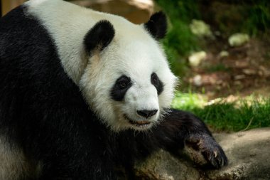 Panda ön yüz ayısı. Yaban hayatı. Çin.