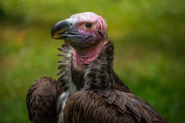 Akbaba kafası yakın. Florida. Abd. 