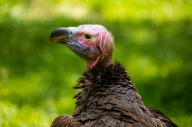 Akbaba kafası yakın. Florida. Abd. 
