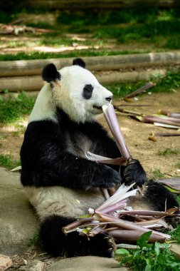 Panda ön yüz ayısı. Yaban hayatı. Çin.