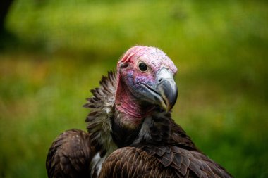 Akbaba kafası yakın. Florida. Abd. 