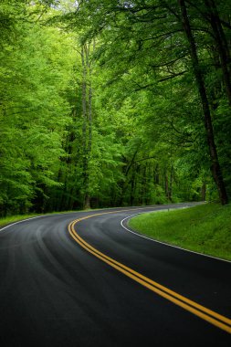 Ormandaki yol. Tennessee. Abd