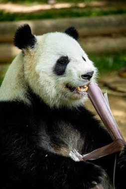 Panda ön yüz ayısı. Yaban hayatı. Çin.
