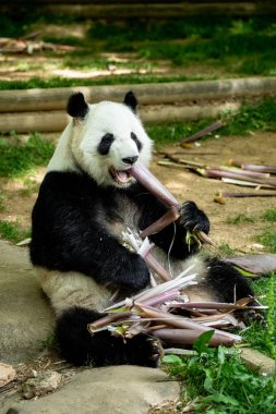 Panda ön yüz ayısı. Yaban hayatı. Çin.