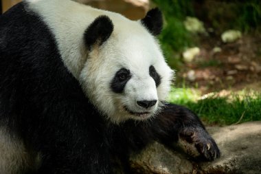Panda ön yüz ayısı. Yaban hayatı. Çin.