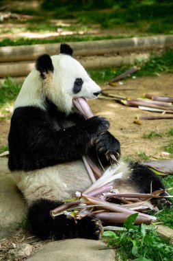 Panda ön yüz ayısı. Yaban hayatı. Çin.