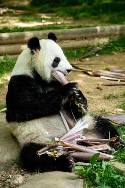 Panda ön yüz ayısı. Yaban hayatı. Çin.