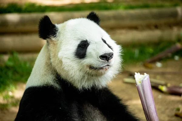Panda front face bear. Wildlife. China.