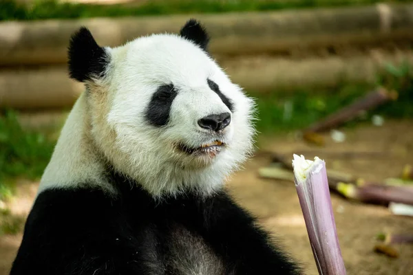 Panda Yüz Ayısı Yaban Hayatı Çin — Stok fotoğraf