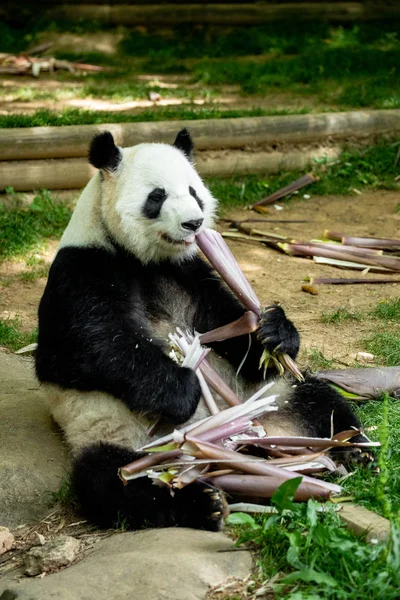 Panda Frontgesichtsbär Wildtiere China — Stockfoto