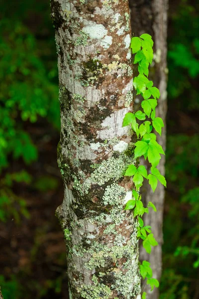 Träd Med Löv Skogen Trädstam Natur Bakgrund Wild Forest — Stockfoto
