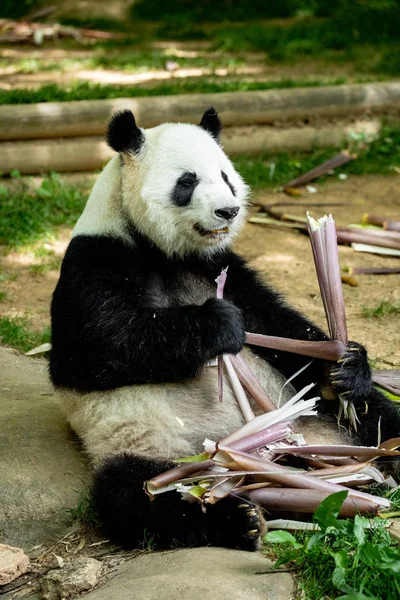 Urso Cara Panda Vida Selvagem China — Fotografia de Stock