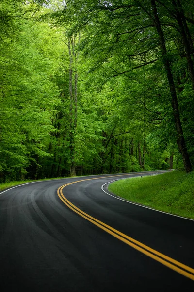Ormandaki yol. Tennessee. Abd
