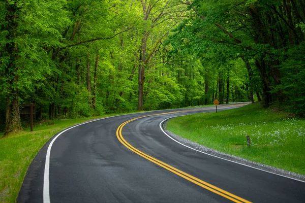 Ormandaki yol. Tennessee. Abd