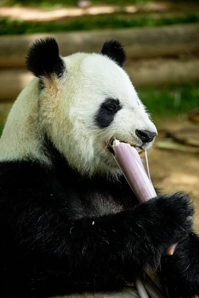 Panda front face bear. Wildlife. China.