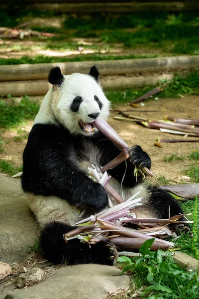 Panda front face bear. Wildlife. China.