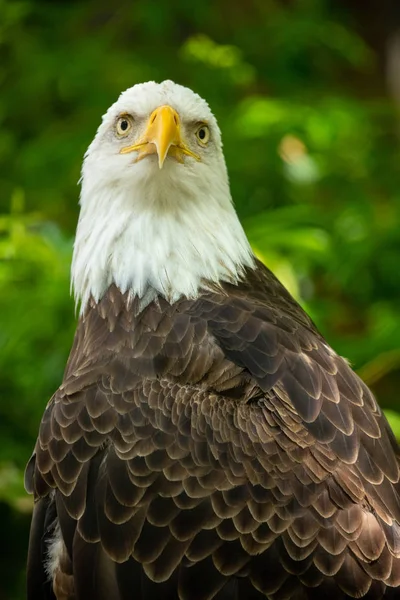 Uccello Aquila Calvo Fauna Selvatica Stati Uniti — Foto Stock