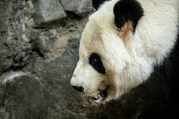 Panda Frontgesichtsbär Wildtiere China — Stockfoto