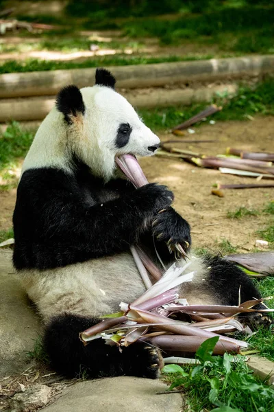 Panda Frontgesichtsbär Wildtiere China — Stockfoto