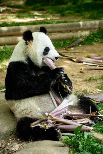 Urso Cara Panda Vida Selvagem China — Fotografia de Stock