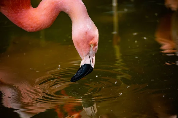 Cabeza Flamingo Primer Plano Vida Silvestre Estados Unidos — Foto de Stock