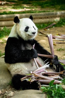 Panda ön yüz ayısı. Yaban hayatı. Çin.