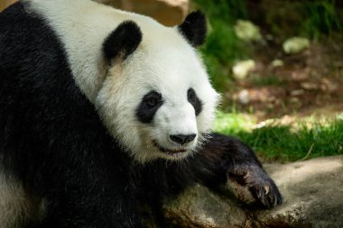 Panda ön yüz ayısı. Yaban hayatı. Çin.