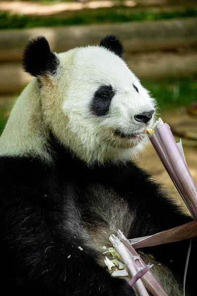 Panda front face bear. Wildlife. China.