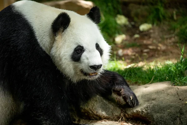 Panda front face bear. Wildlife. China.