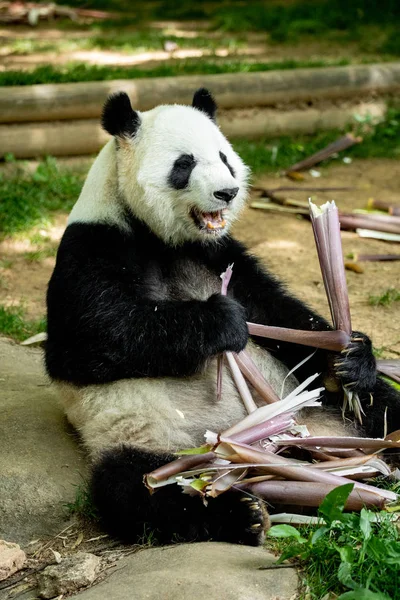 Panda front face bear. Wildlife. China.