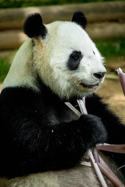 Panda front face bear. Wildlife. China.