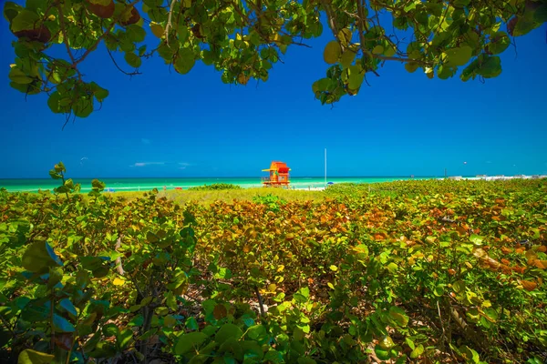 Cankurtaran Kulesi Miami Sahili Güney Sahili Florida Abd — Stok fotoğraf