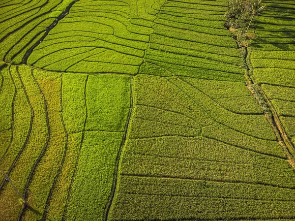 Hava Üstten Görünüm Yeşil Pirinç Alan Teras Yogyakarta Endonezya Temmuz — Stok fotoğraf