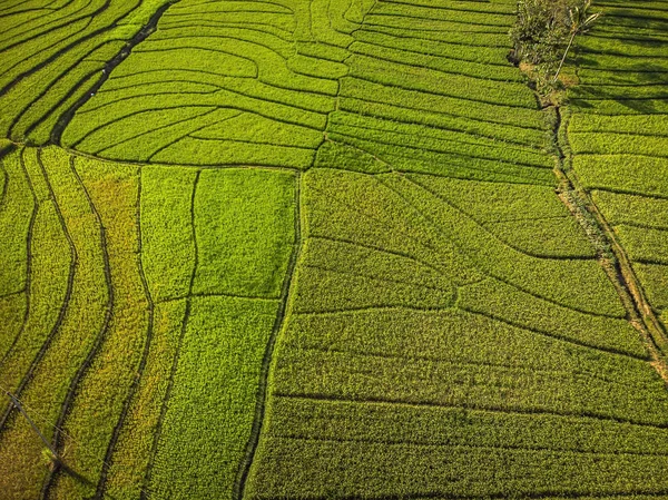Hava üstten görünüm yeşil pirinç alan Teras; Yogyakarta, Endonezya - 15 Temmuz 2018