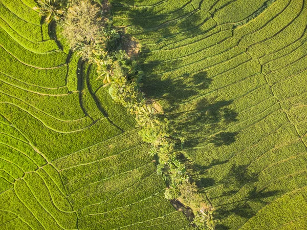 Yeşil pirinç alan hava üstten görünüm, Yogyakarta, Endonezya - 15 Temmuz 2018