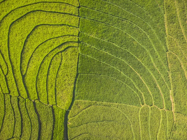 Mooie Lijnpatroon Van Groene Rijst Veld Luchtfoto Bovenaanzicht Yogyakarta Indonesië — Stockfoto