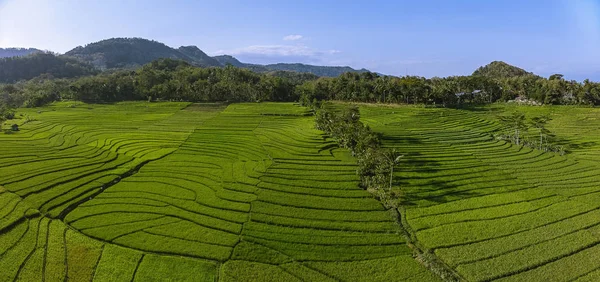 Kulonprogo Köyü, Yogyakarta, Endonezya - 15 Temmuz 2018 yeşil pirinç alan havadan görünümü