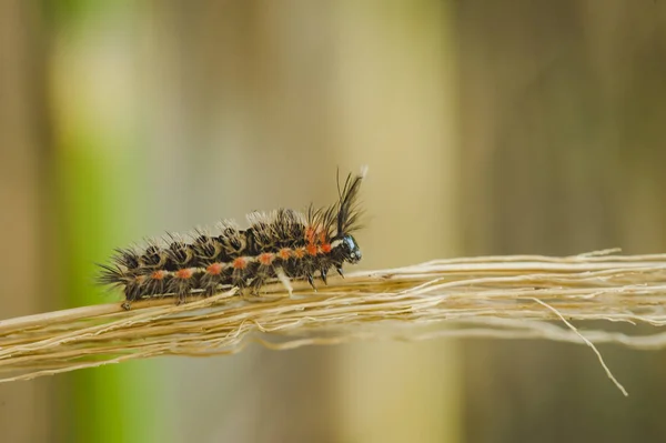 Caterpillar Gipsy Moth küçük Şubesi tarama kadar yakın ve ayrıntı görünümü ile arka plan bulanıklık