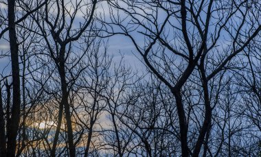 Kışın bulutlu gökyüzü karşı çıplak ağaç görünümü
