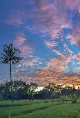 gün ışığında yeşil alanda büyüyen palmiye ağacı