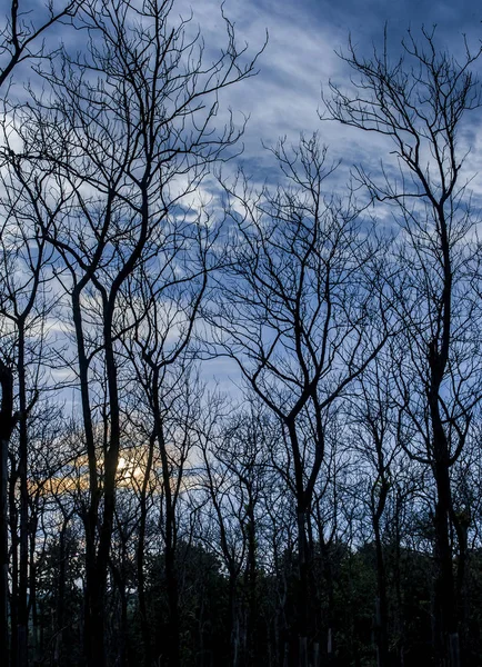 Vista Árvores Nuas Contra Céu Nublado Inverno — Fotografia de Stock