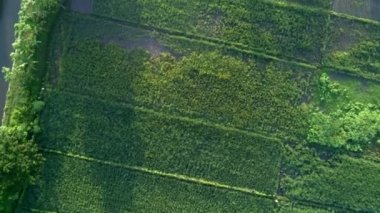 Yukarıdan yeşil pirinç alan hava görüntüleri üstten görünüm