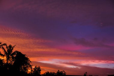 Ağaç siluet ufuk günbatımı altın gökyüzü arka plan yüksek çözünürlüklü görüntü ile