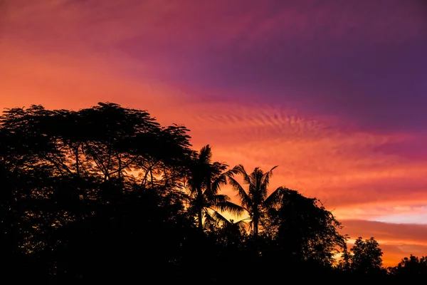 Tree silhouette pattern with cloudy sunset golden hours sky background high resolution image